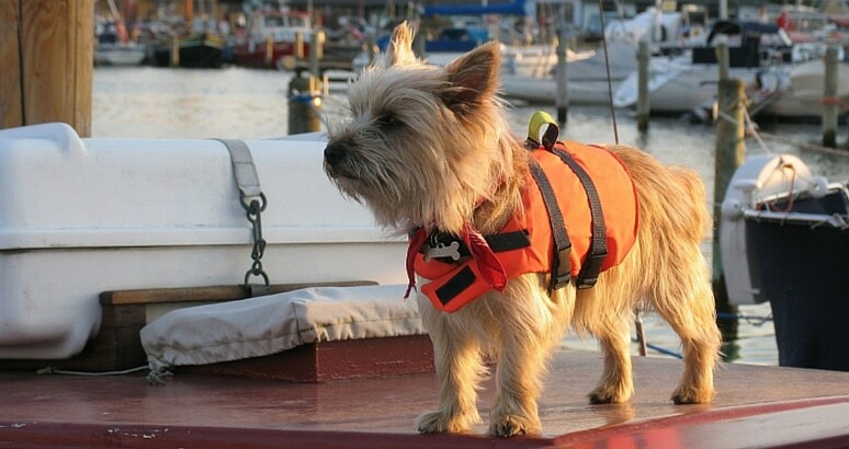 Safety Tips for Boating with Your Dog