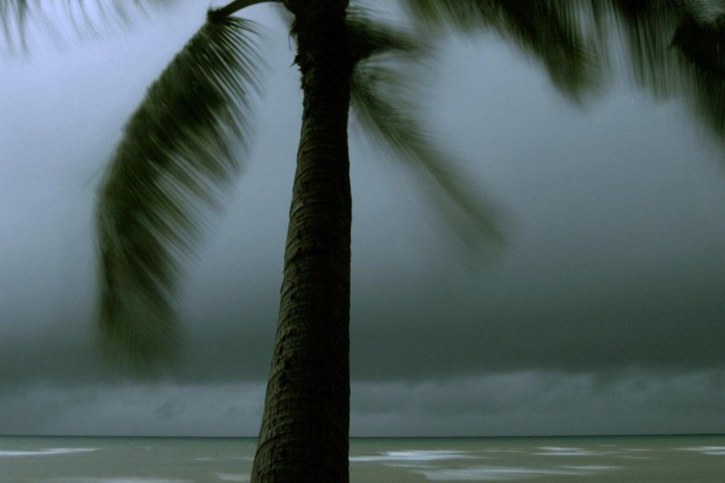 Palm Tree Blowing in the Wind on the Beach During a Storm